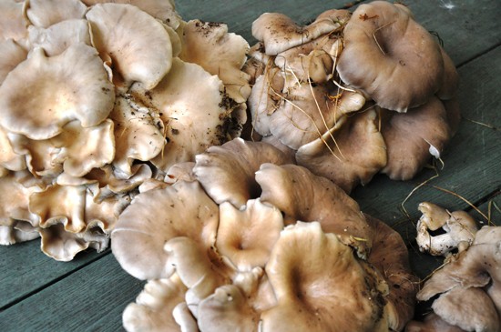Sauteed Oyster mushrooms
