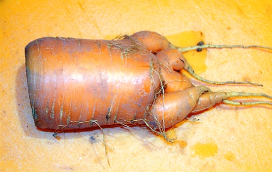 Big Carrotv2