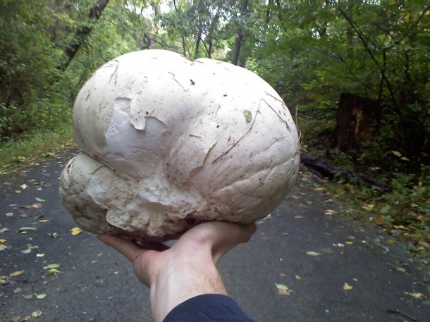 Can You Name This Mushroom?