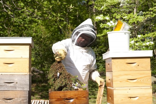 How to Fix a Bee Swarm