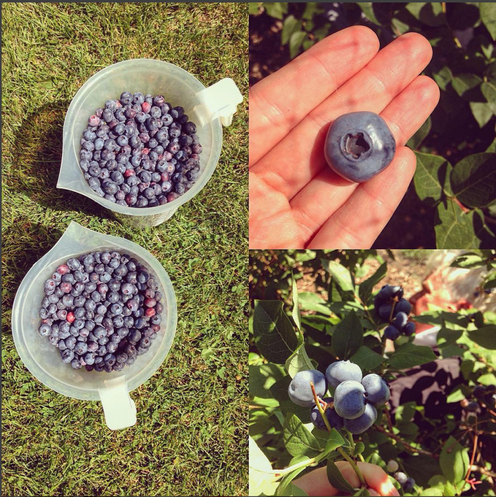 Blueberry Pinot Noir Jam
