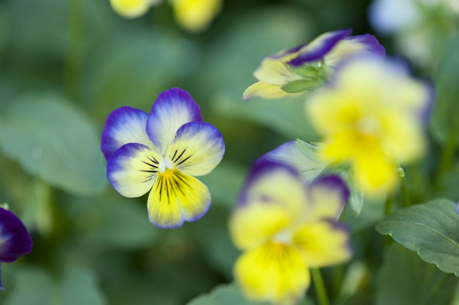 The Best Edible Flowers to Grow In Your Garden ...