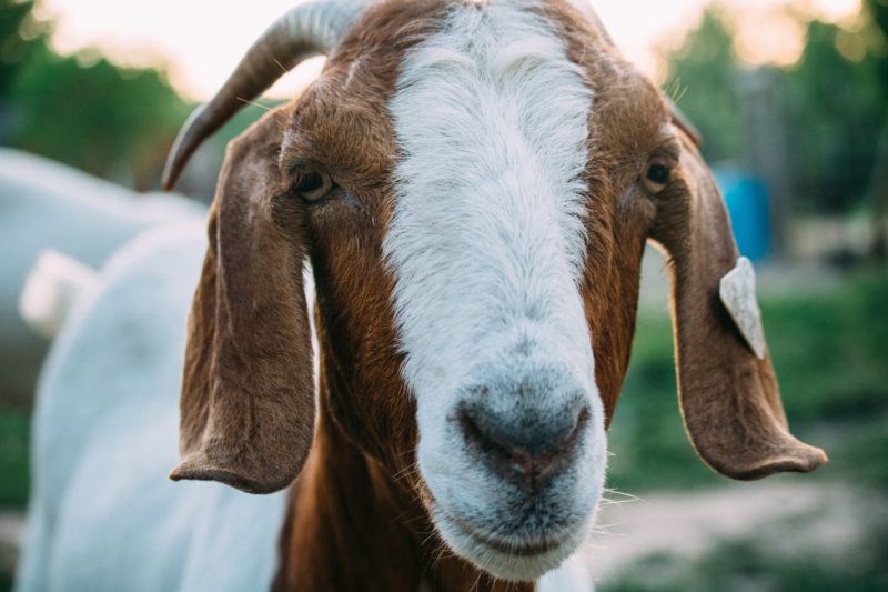 Why You Should Consider Getting a Goat