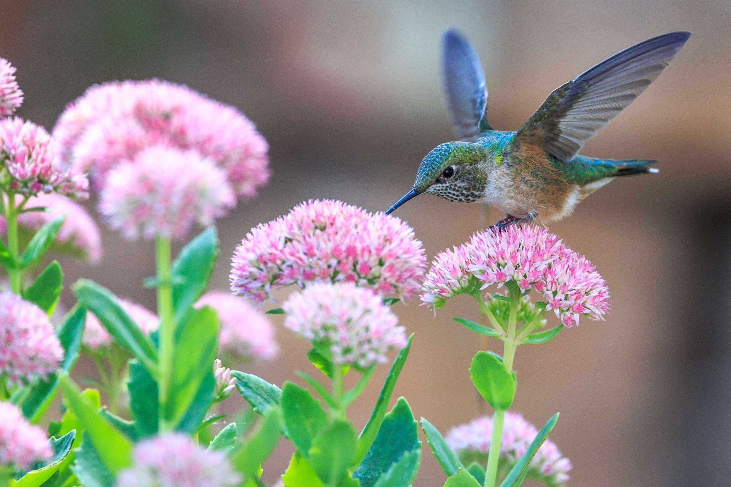 How to Attract Butterflies Honeybees and Hummingbirds to Your Windowsill