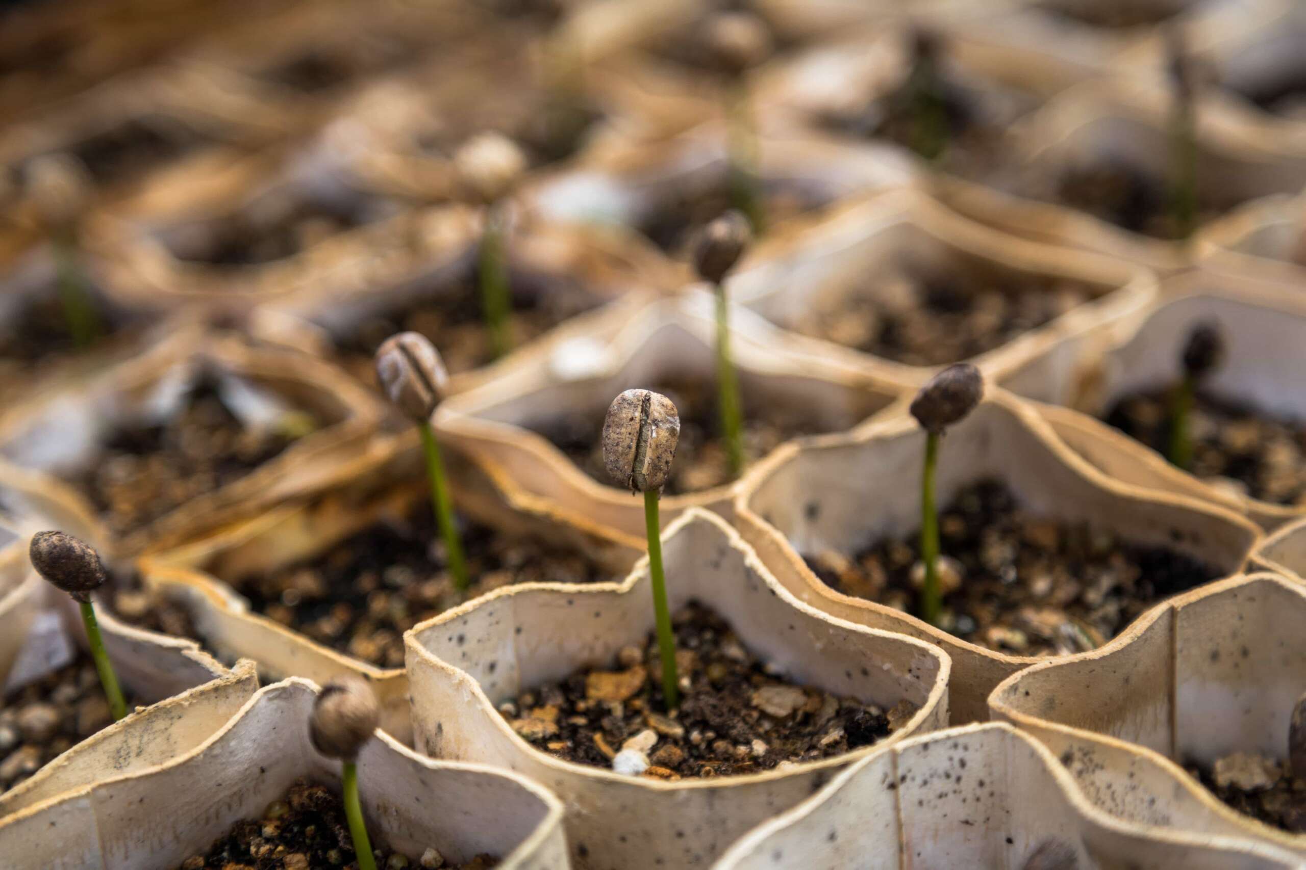 Steps to Growing Seedlings