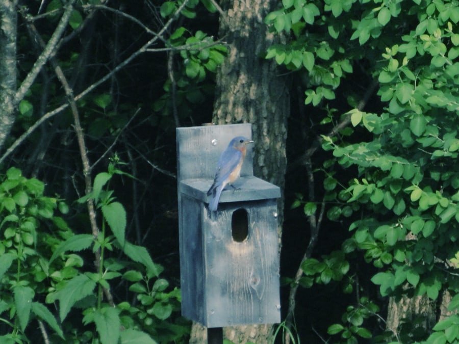 How to Build a Simple Bluebird Nest Box