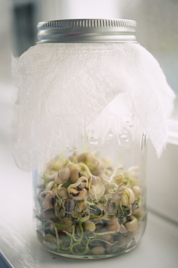 How to Make Sprouts