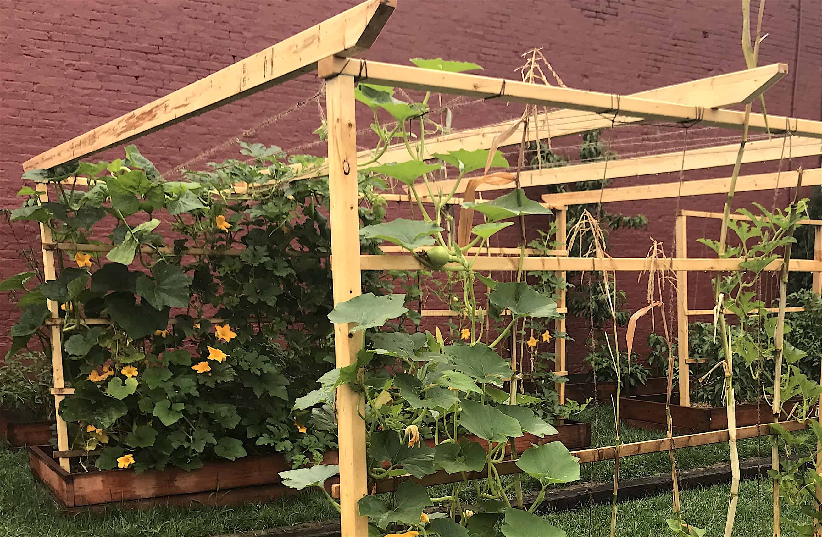 How to trellis your raised bed garden