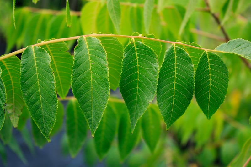 How-to-Identify-Trees-by-Their-Leaves
