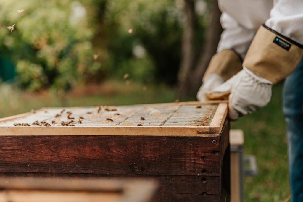 How to Start Beekeeping